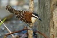 Strizlik rezavosijny - Campylorhynchus rufinucha - Rufous-naped Wren 5514